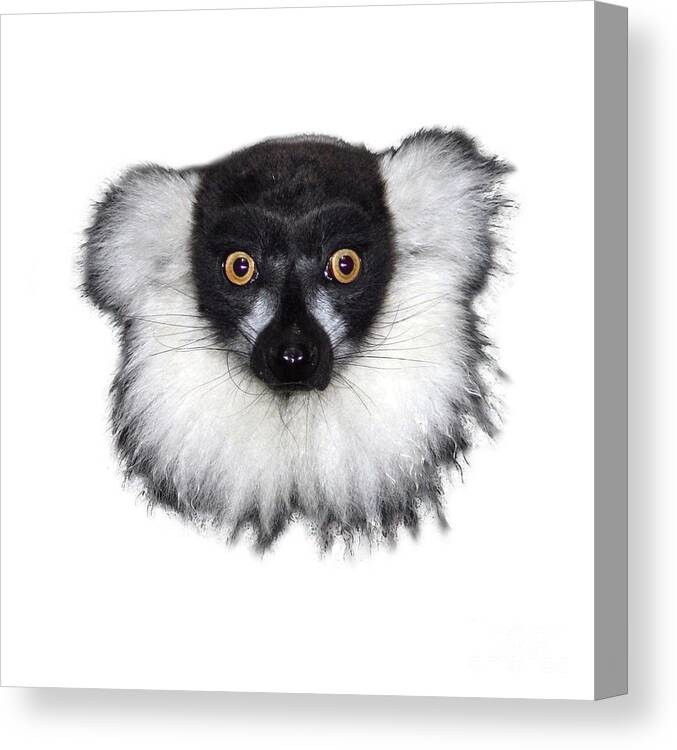 T-shirt Canvas Print featuring the photograph Mr Lemur on Transparent background by Terri Waters