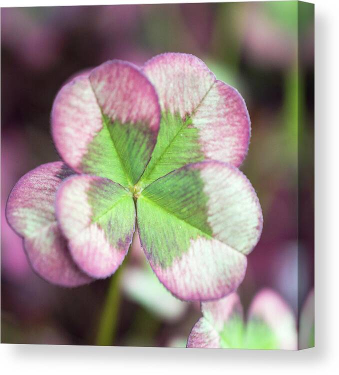 Clover Canvas Print featuring the photograph Mulberry Clover by Lisa Blake