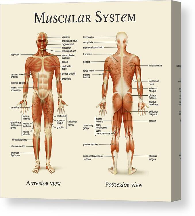 Muscular System Canvas Print featuring the photograph Muscular System by Gina Dsgn