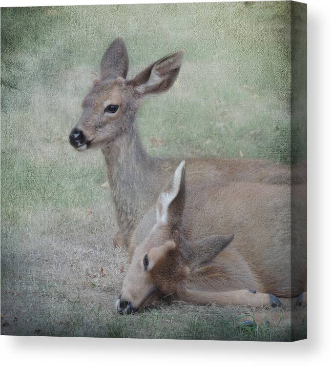 Deer Canvas Print featuring the photograph My Brother's Keeper by Sally Banfill