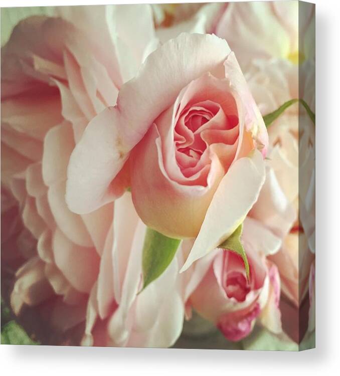 Heirloomroses Canvas Print featuring the photograph Abraham Darby by Nancy Ingersoll