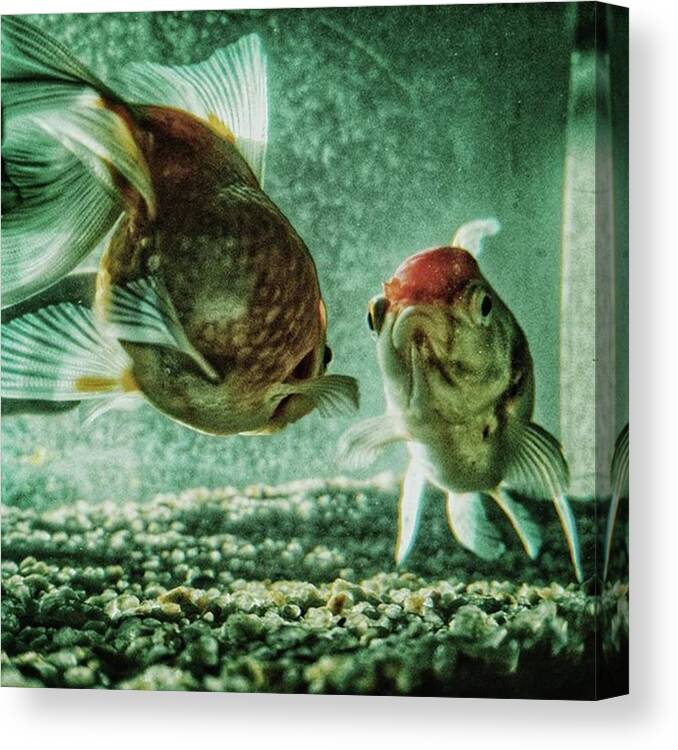 Fish Canvas Print featuring the photograph My Fish
#fish #aquarium #pets #animals by Rafa Rivas