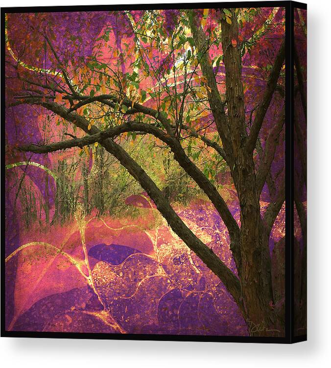 Trees Canvas Print featuring the photograph Mystic Forest by Peggy Dietz