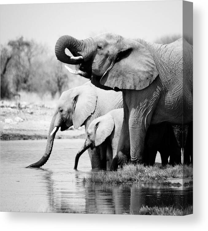 Namibia Canvas Print featuring the photograph Namibia Elephants by Nina Papiorek