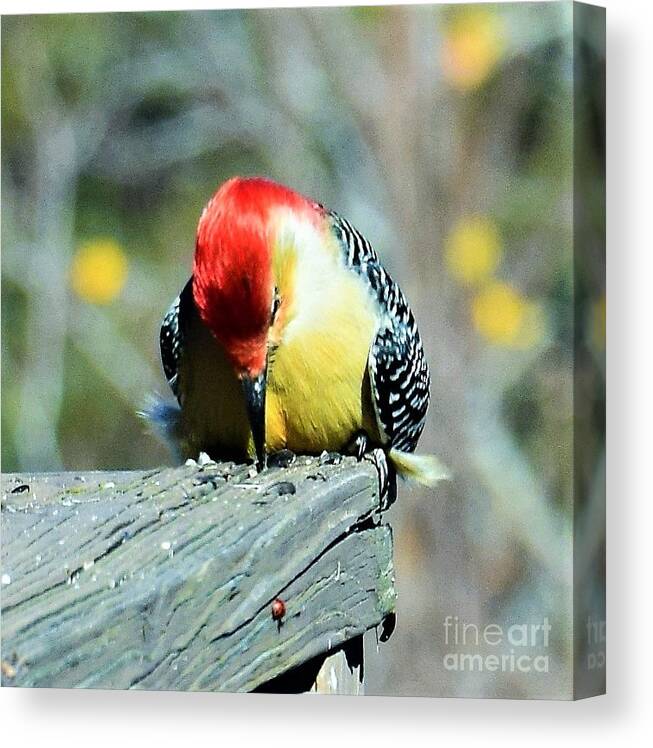 Photography Canvas Print featuring the photograph Natural Life by Brianna Kelly