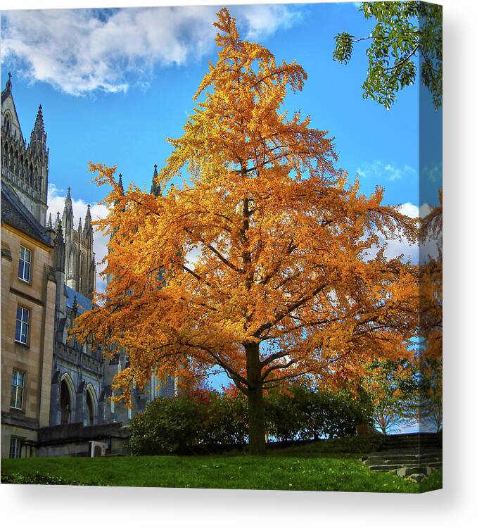 Autumn Canvas Print featuring the photograph Natures Architecture by Mitch Cat