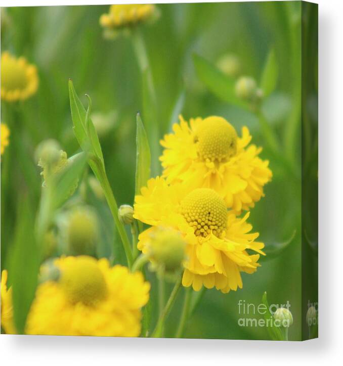 Yellow Canvas Print featuring the photograph Nature's Beauty 93 by Deena Withycombe