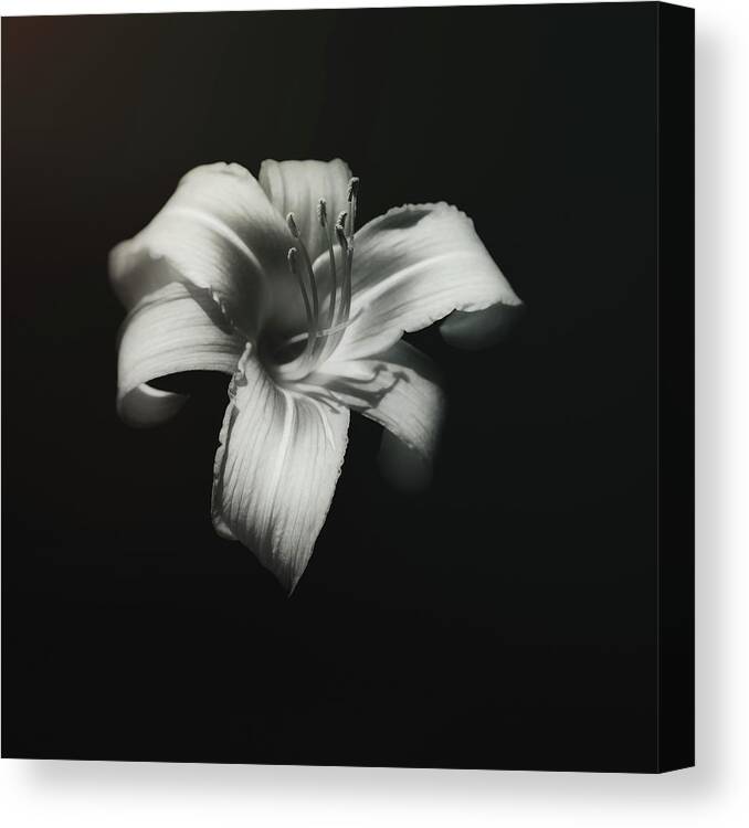 Lily Canvas Print featuring the photograph Natures Fireworks by Scott Norris