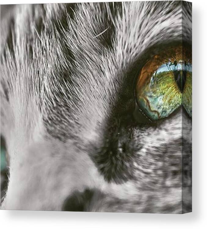 Catstagram Canvas Print featuring the photograph 🐈
#cat #cats #catstagram #animal by Alessio Cravero
