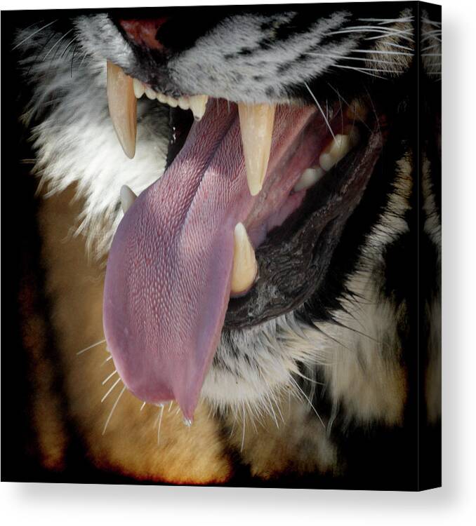 Tiger Canvas Print featuring the photograph Nice Kitty by Ernest Echols