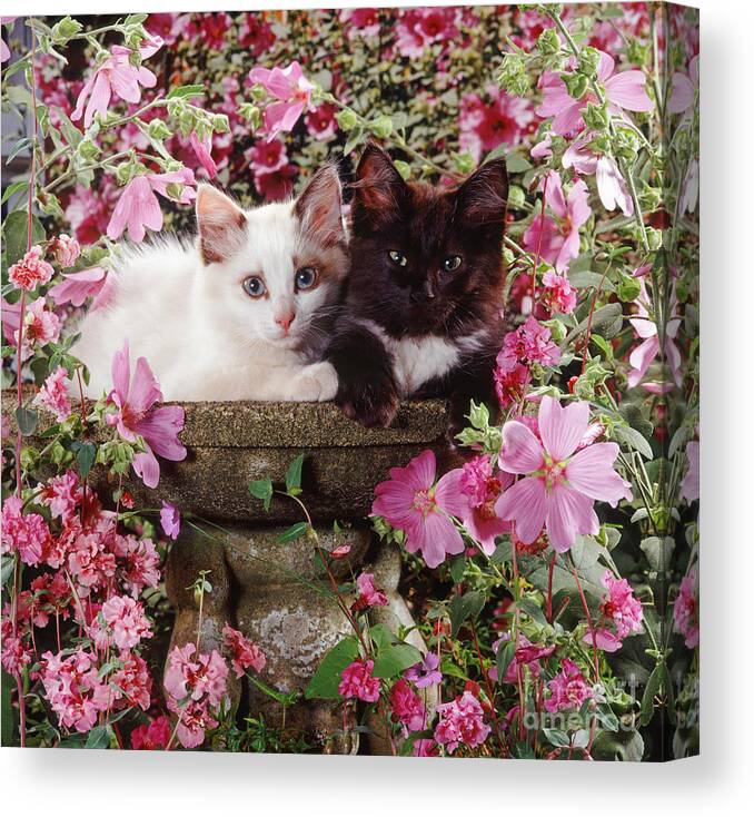 Kittens Canvas Print featuring the photograph No Birds in the Bath by Warren Photographic