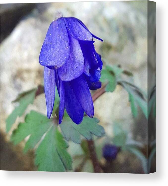 Flowers Canvas Print featuring the photograph No Need To Be Blue, Monday Is Over For by Dante Harker