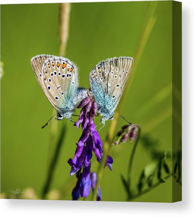 Northern Blue Canvas Print featuring the photograph Northern Blue's mating by Torbjorn Swenelius