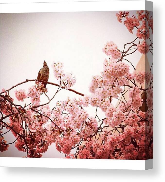 Cherryblossom Canvas Print featuring the photograph さくらの木でひと休み
take A by Taisuke Watanabe
