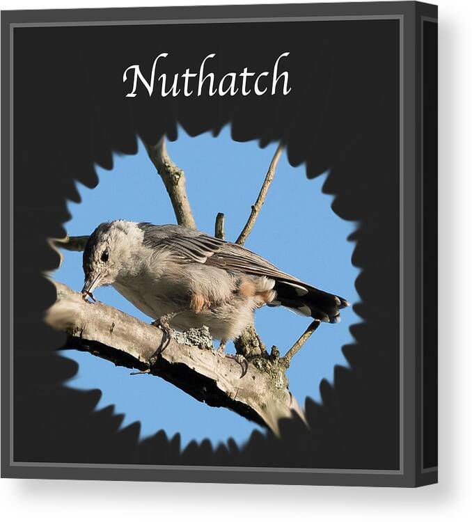 White-breasted Nuthatch Canvas Print featuring the photograph Nuthatch by Holden The Moment