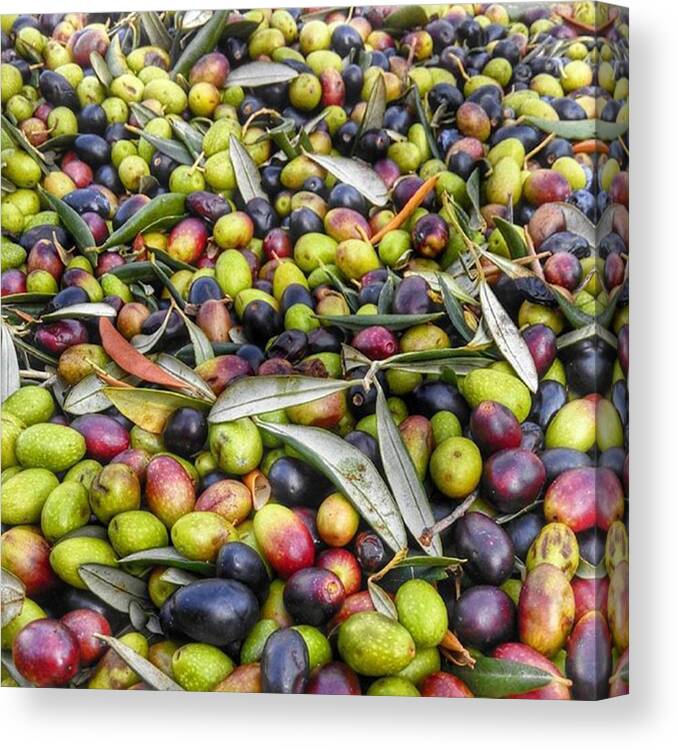 Apulianproduction Canvas Print featuring the photograph #olives #fruits #texture #vegetation by Michele Stuppiello