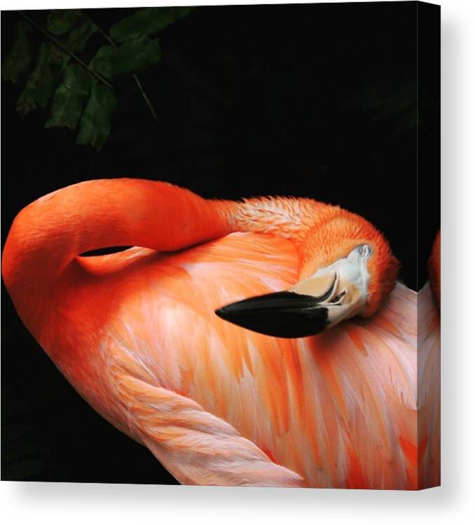Flamingo Canvas Print featuring the photograph Flamingo at Rest by Claudia Miller