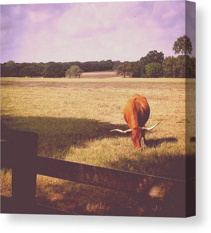 Texasyall Canvas Print featuring the photograph On The Running Trail This Morning by Kat Couch