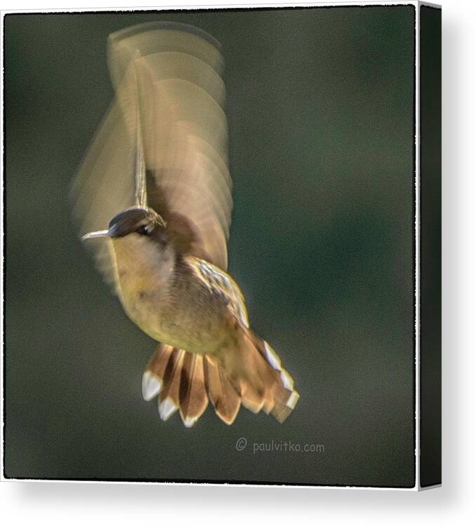Hummingbird Canvas Print featuring the photograph One_wing by Paul Vitko