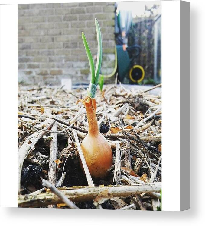 Gardening Canvas Print featuring the photograph #onion Between #woodchips by Vegetable Garden