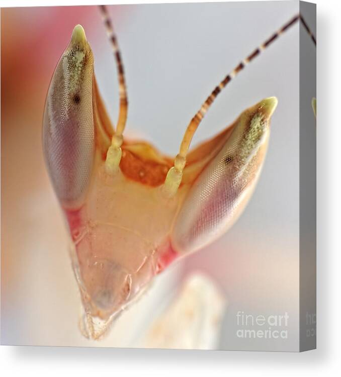 Animals Canvas Print featuring the photograph Orchid Praying Mantis by Joerg Lingnau