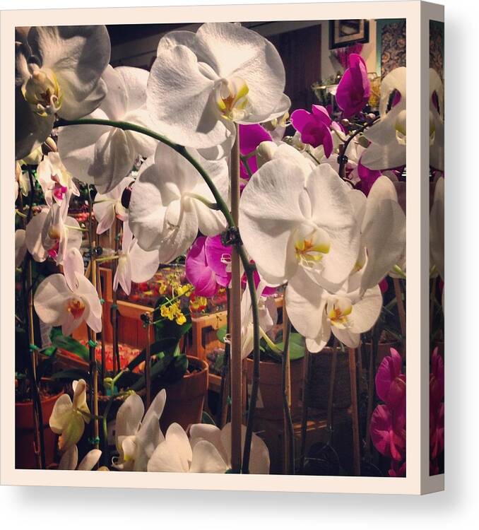 Orchids Canvas Print featuring the photograph Orchids in the Store by Will Felix
