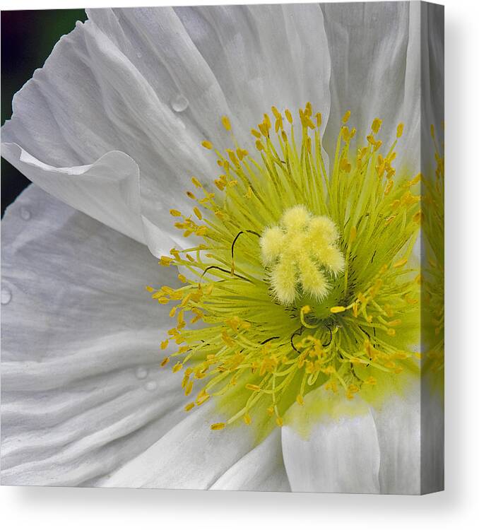 Poppy Canvas Print featuring the photograph Oriental Poppy by Thanh Thuy Nguyen