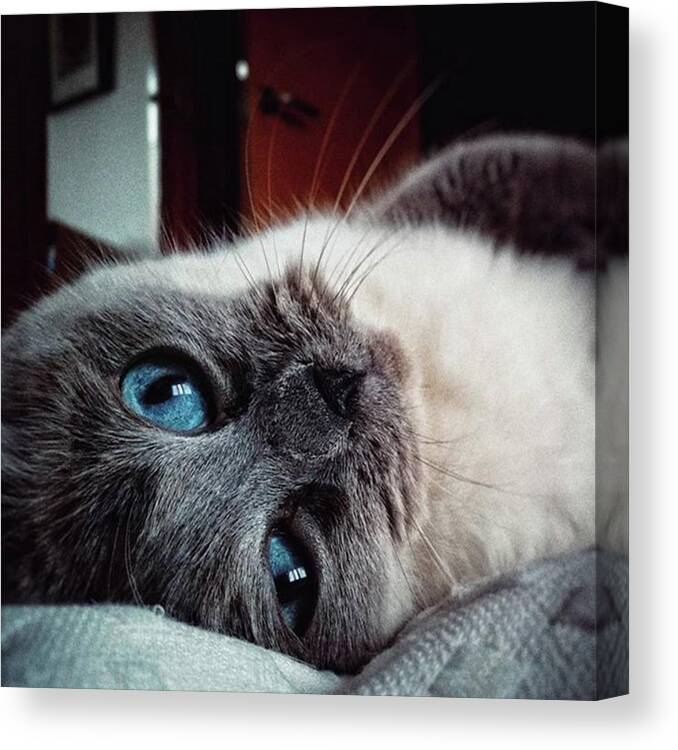 Instacats Canvas Print featuring the photograph Orlando

#cat #catslovers #pet by Rafa Rivas