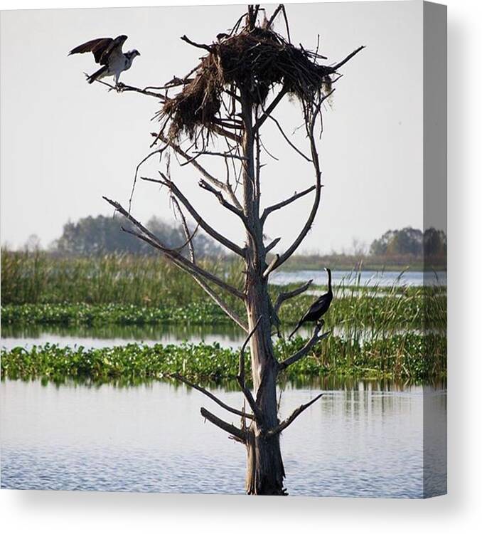 Getoutside Canvas Print featuring the photograph Osprey Nest 
blue Cypress Conservation by Tiffany Clapp