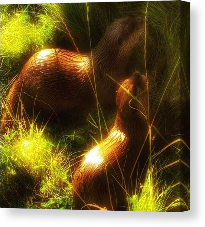 Wildlife Canvas Print featuring the photograph #otter #ottersofinstagram #animals by Abbie Shores