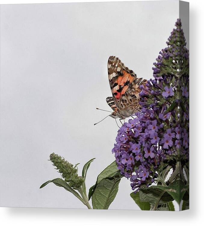 Insectsofinstagram Canvas Print featuring the photograph Painted Lady (vanessa Cardui) by John Edwards