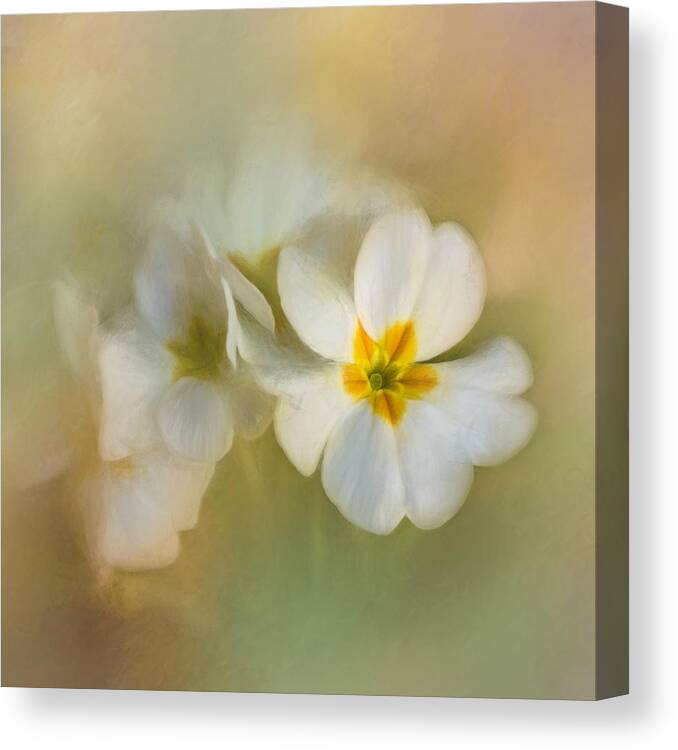 Bloom Canvas Print featuring the photograph Painterly Primrose by David and Carol Kelly