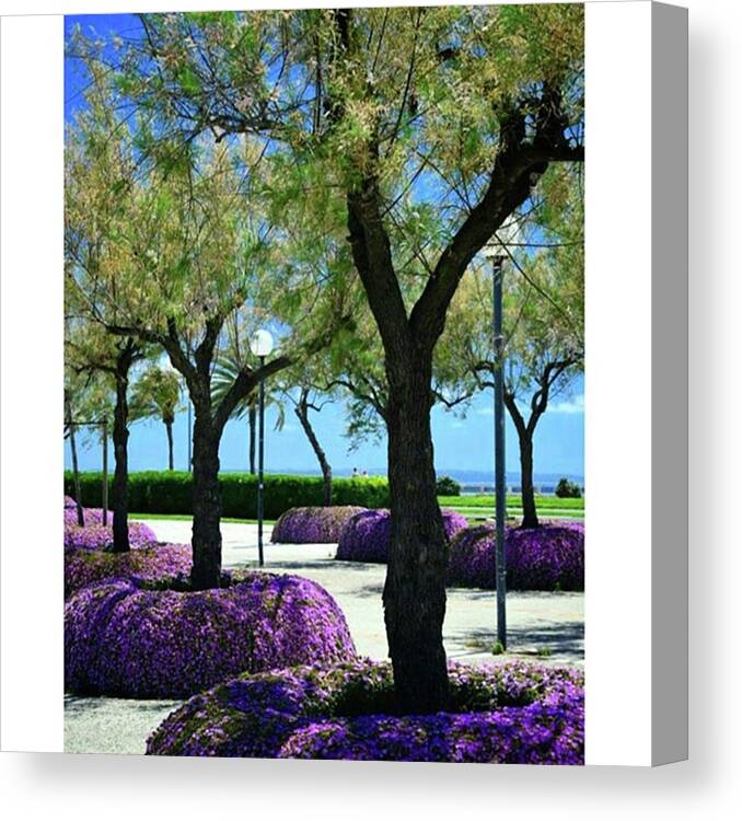City Canvas Print featuring the photograph #palma #mallorca #flowers #tree #nature by Myrthe V
