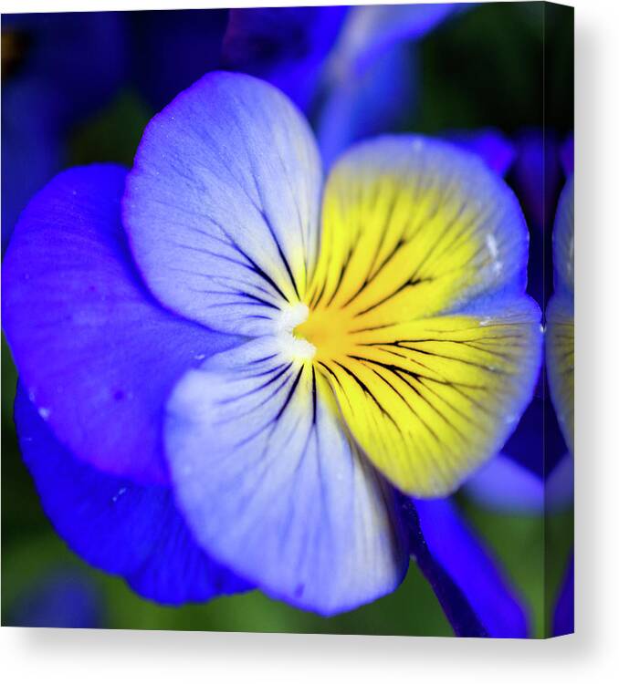 Pansy Canvas Print featuring the photograph Pansy Close-up Square by Lisa Blake