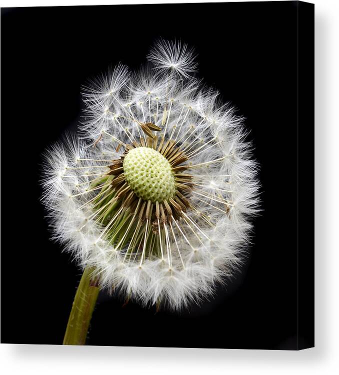 Dandelion Canvas Print featuring the photograph Parachute Seeds by Terence Davis