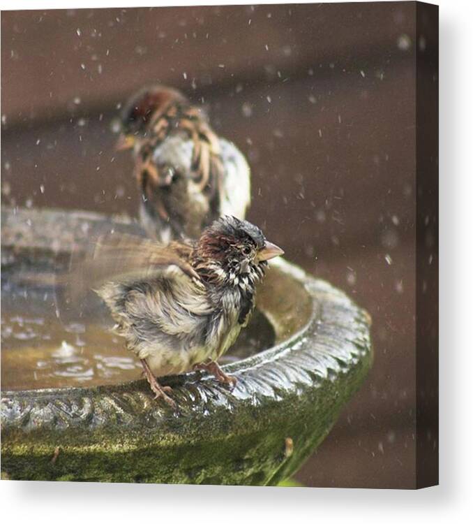 Nature Canvas Print featuring the photograph Pass The Towel Please: A House Sparrow by John Edwards