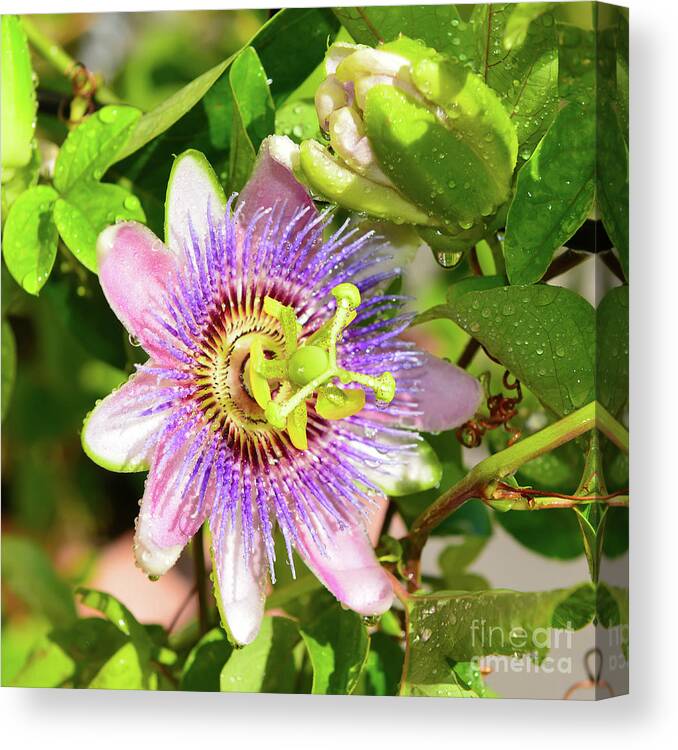 Passiflora Canvas Print featuring the photograph Passiflora by Olga Hamilton