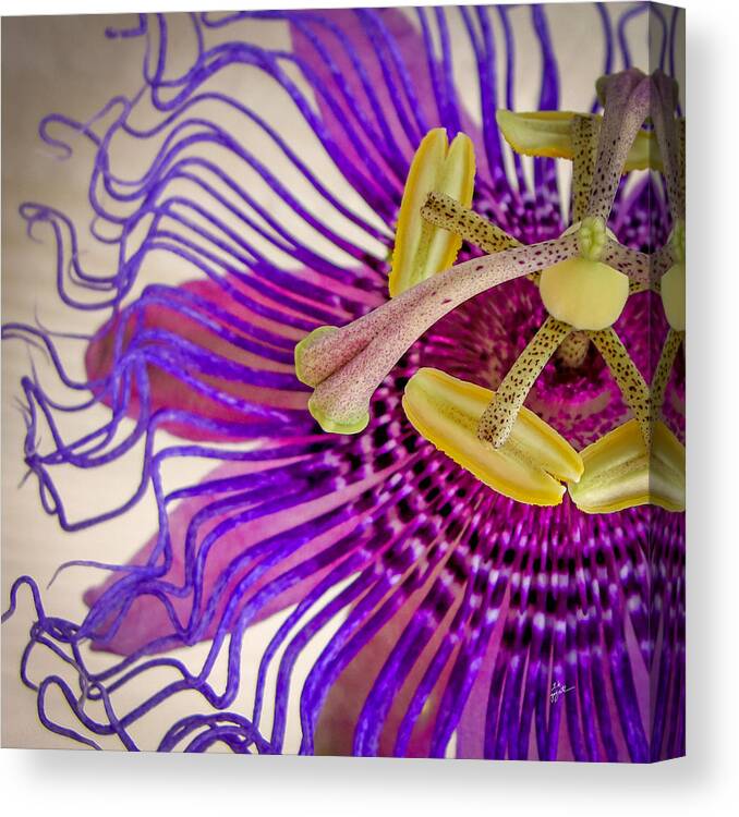 Passion Flower Canvas Print featuring the photograph Passion Flower Squared by TK Goforth