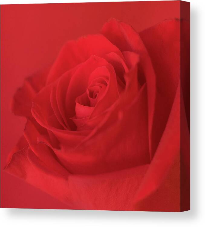 Red Rose Canvas Print featuring the photograph Passion by Holly Ross