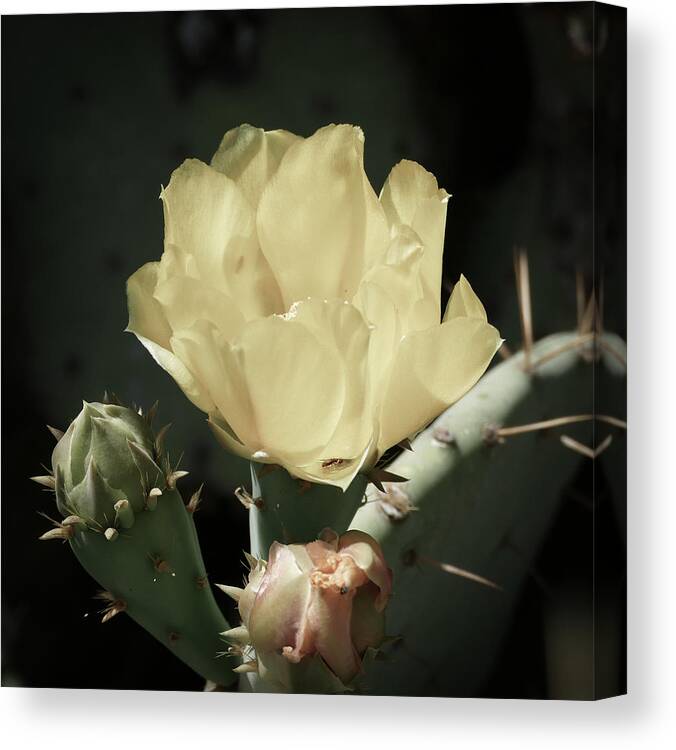Cactus Canvas Print featuring the photograph Pastel Cactus Bloom by Laurel Powell
