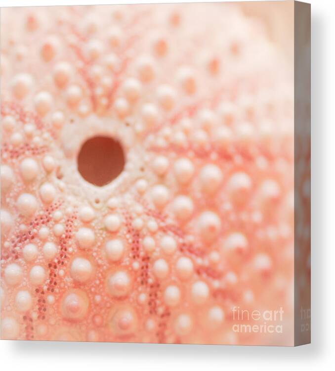 Seashell Canvas Print featuring the photograph Pastel Keyhole by Ana V Ramirez