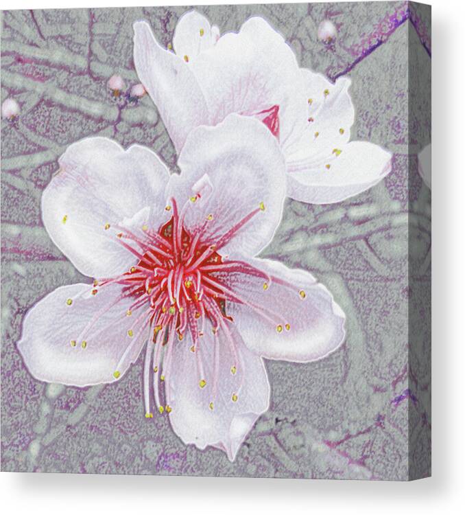 Flower Canvas Print featuring the digital art Peach Blossoms by Jane Schnetlage
