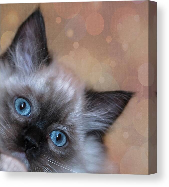 Cat Canvas Print featuring the photograph Peek-A-Boo 2 by Jennifer Grossnickle