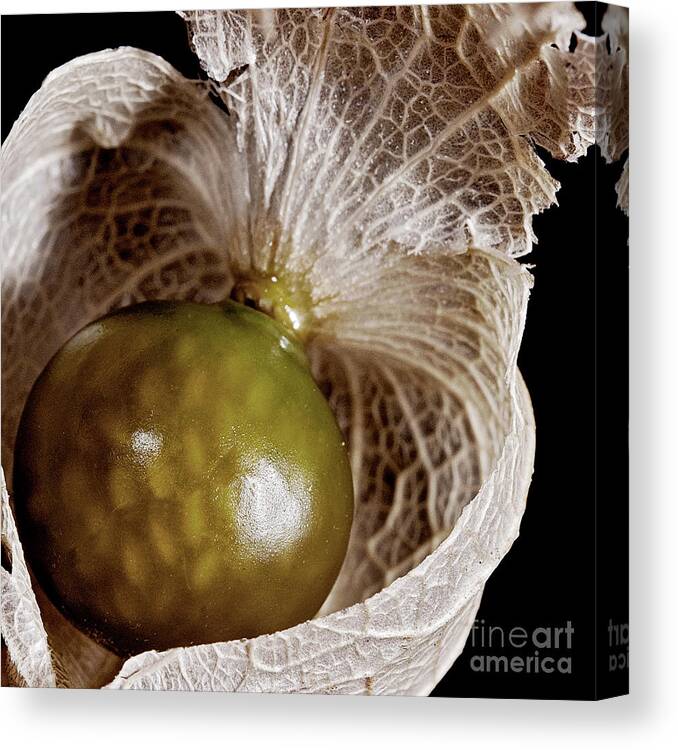 Seed Canvas Print featuring the photograph Peel and Eat visit www.AngeliniPhoto.com for more by Mary Angelini