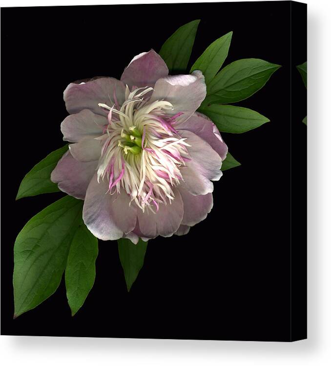 Scanography Canvas Print featuring the photograph Peony Full by Deborah J Humphries