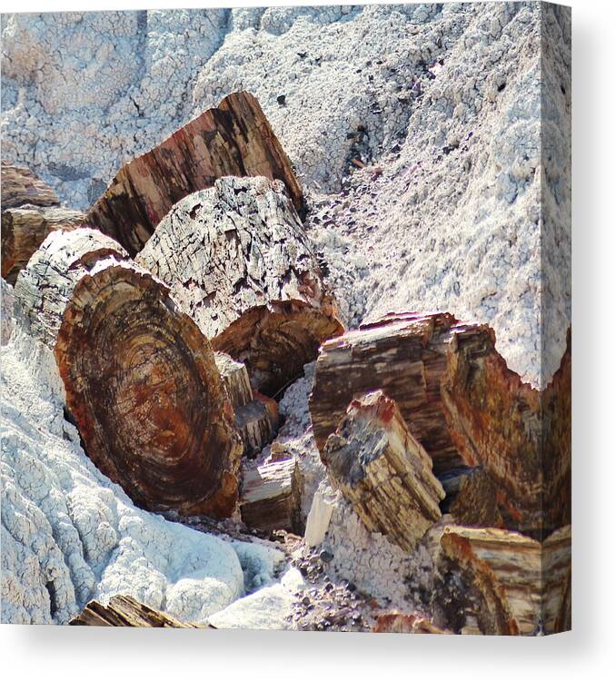 Petrified Canvas Print featuring the photograph Petrified Wood - Square by Marcia Socolik