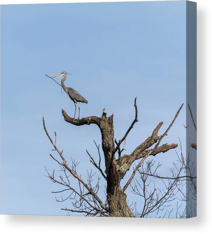 Great Blue Heron Canvas Print featuring the photograph Picking Sticks by Thomas Young