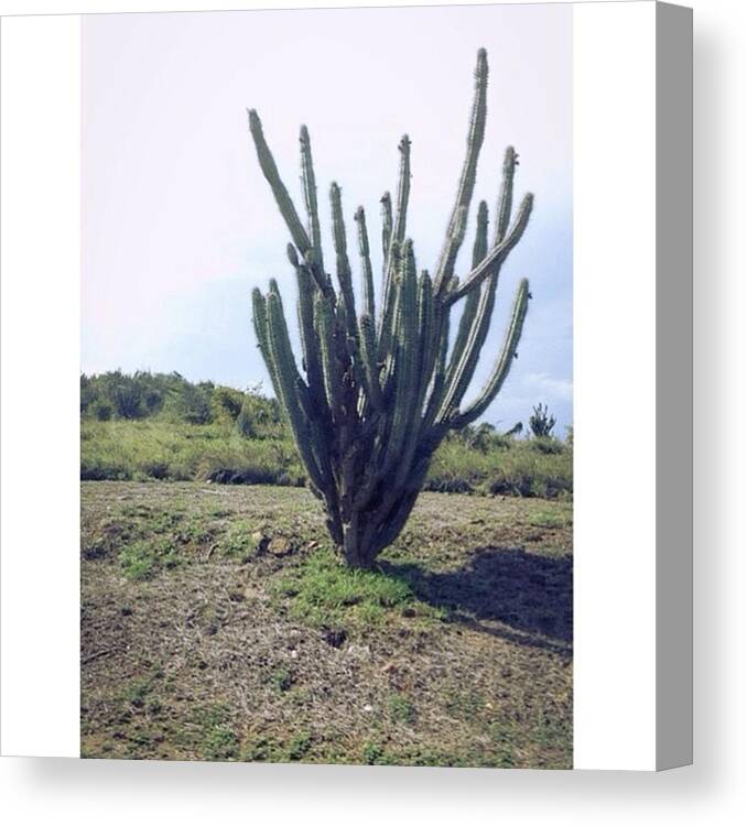  Canvas Print featuring the photograph Picos! Cuba Trying Be Like Texas by Daisy Salazar