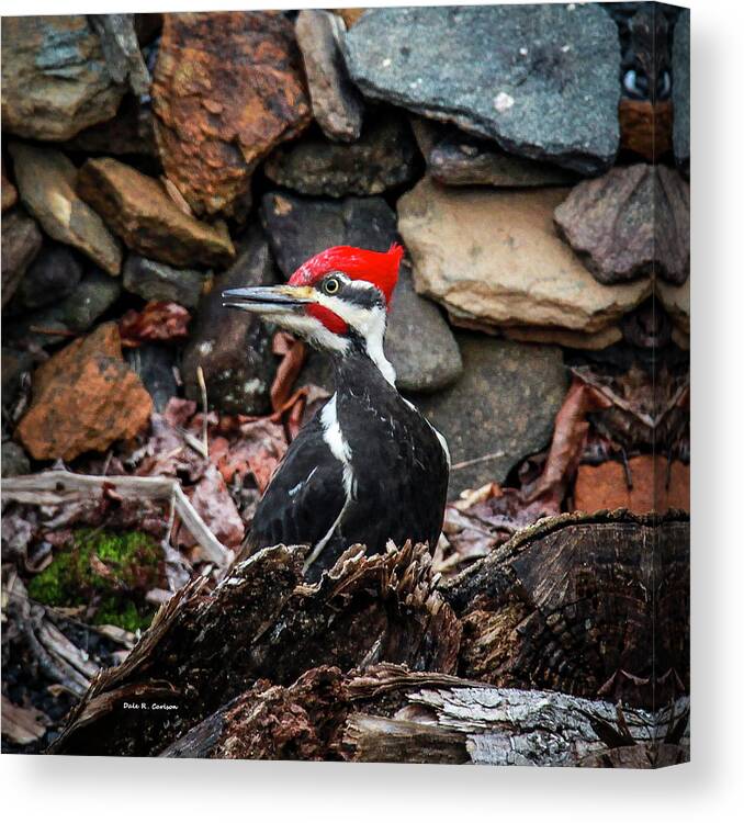 Pileated Woodpecker Canvas Print featuring the photograph Pileated Pete by Dale R Carlson