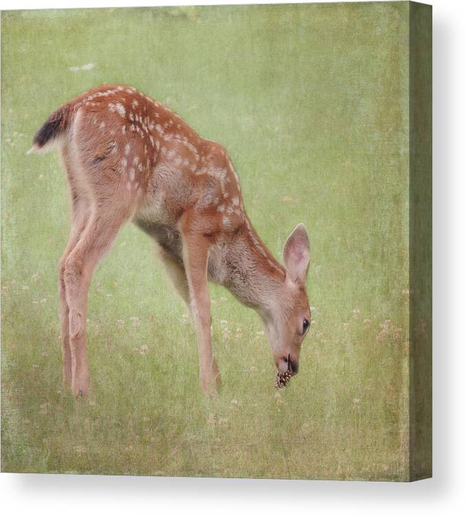 Deer Canvas Print featuring the photograph Pine Cone Lunch by Sally Banfill